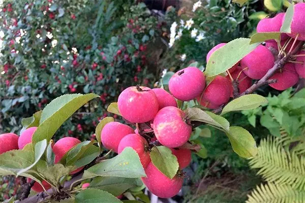 Воспитанница Посадка яблони12