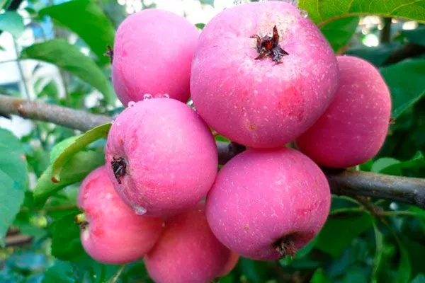 Воспитанница11 Посадка яблони13