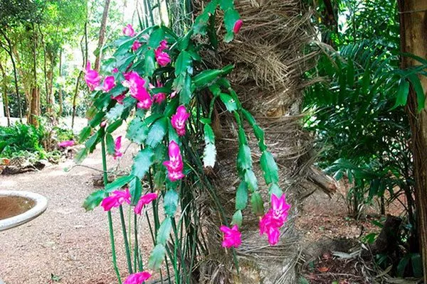 воздушные корни Эпифитные кактусы7