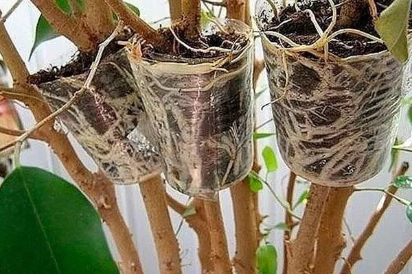 Воздушные отводки Вариеготные фикусы12