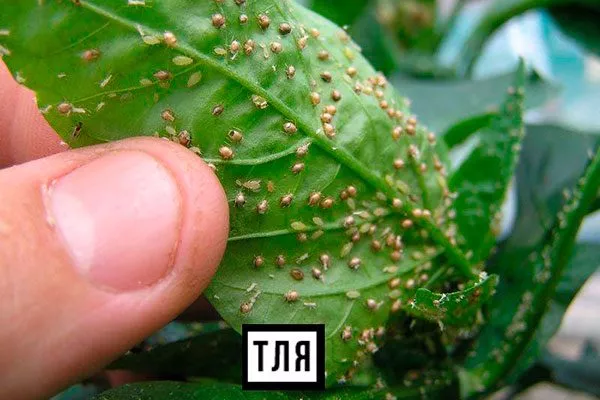 Вредители фикуса Бенджамина