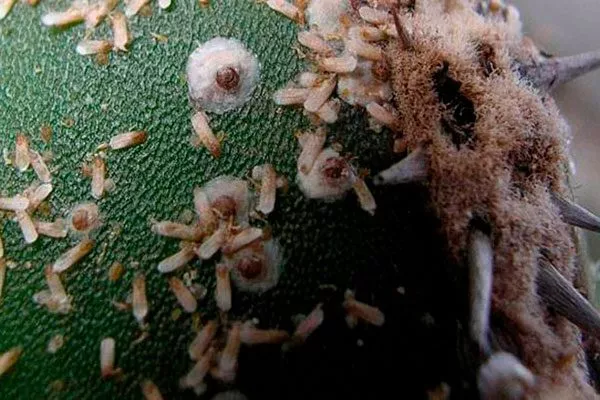 Вредители корни кактуса1