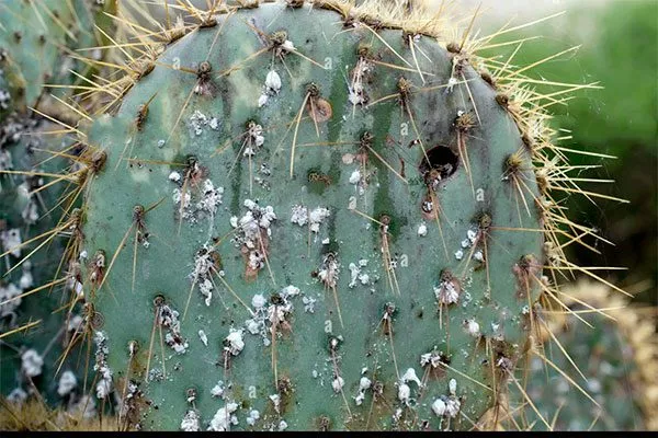 Вредители Опунция описание5