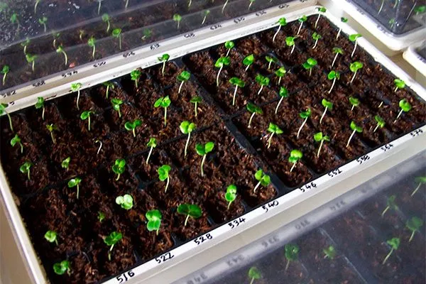 Всходы Гибизкус из семян1