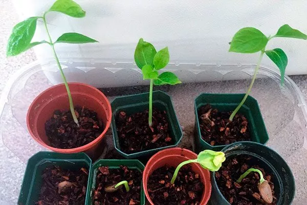 всходы хурмы комнатная хурма11