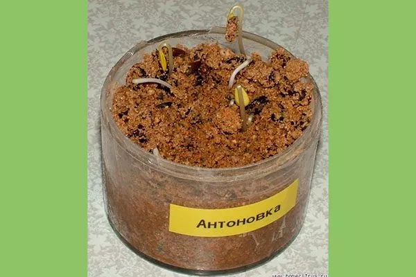 всходы Выращивание из семян4