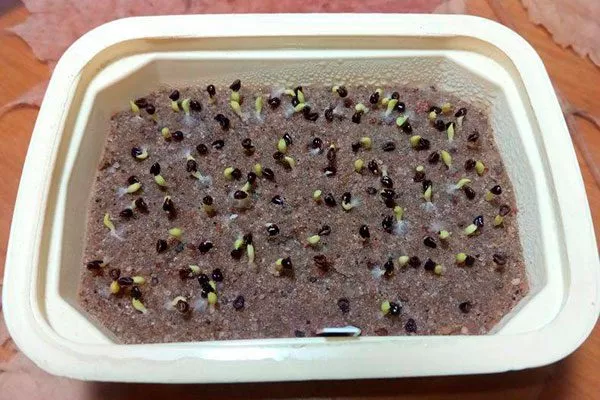 всходя Мини кактусы10