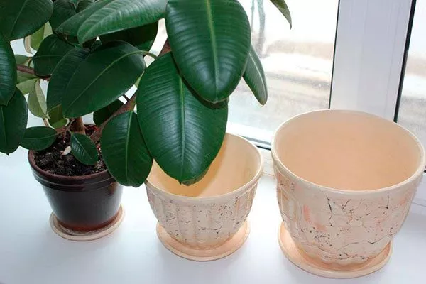 Выбор и подготовка горшка фикус ретуза3