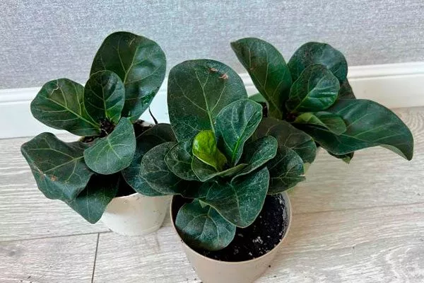 Выбор места и освещение в домашних условиях Фикус лиролистный бамбино5