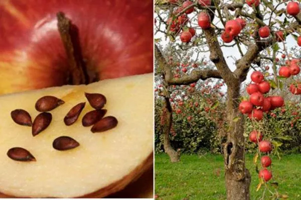 выбор посадочного материала Выращивание из семян5