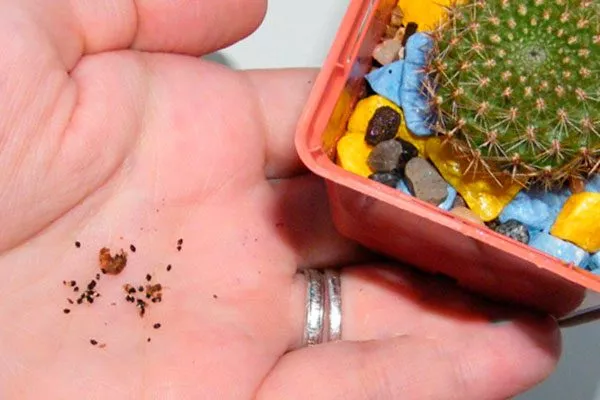 Выбор саженца и семян Мини кактусы11