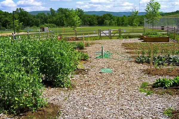 Выбор участка2 органическое садоводство4