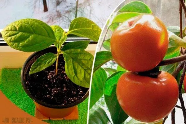 Выбор ёмкостей и почвы2 комнатная хурма13