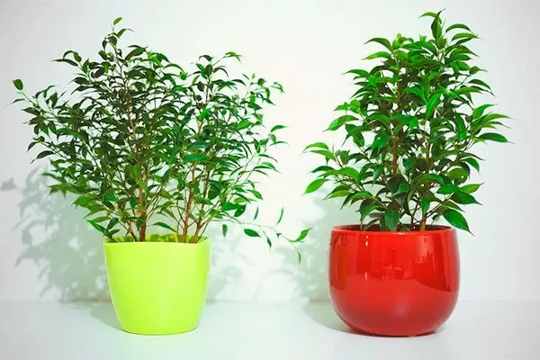 Выбор ёмкости и грунта Фикус бенджамина17