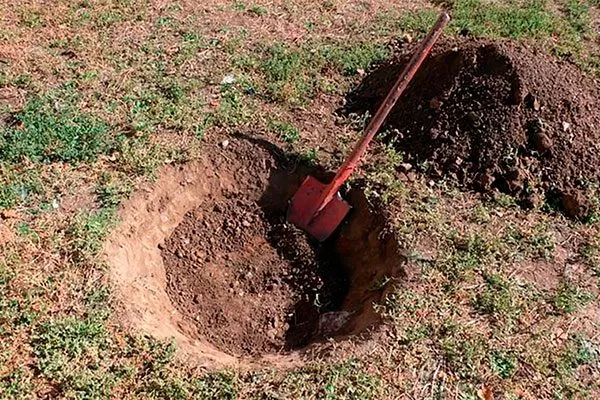 выкопайте посадочные ямы