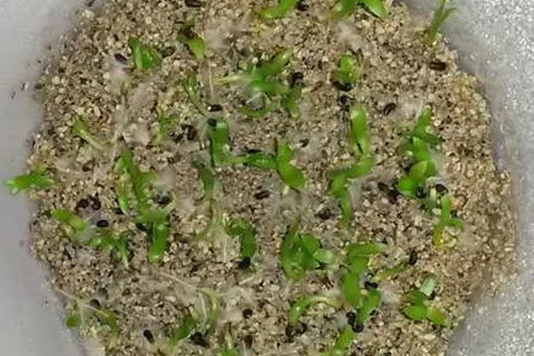 Выращивание из семян Эпифиллум2