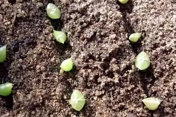 Выращивание из семян Эпифитные кактусы8