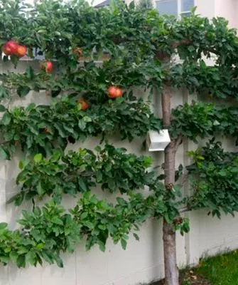 Выращивание яблонь на шпалерах Яблоня на шпалере6