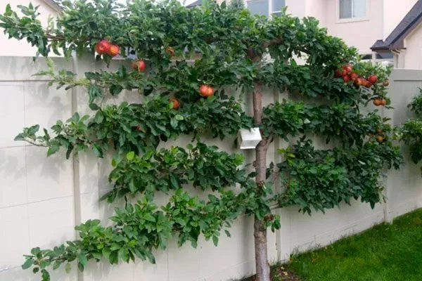 Выращивание яблонь на шпалерах Яблоня на шпалере6