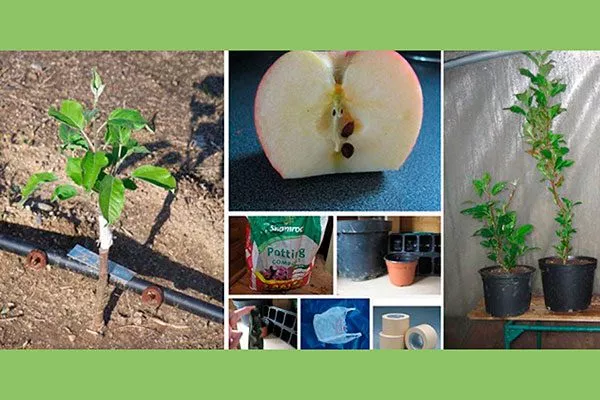 вырастить яблоню из семечка Выращивание из семян6