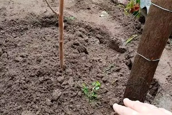 Высадка саженца Ошибки выращивания3