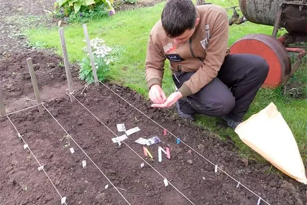 высадка яблони Выращивание из семян7