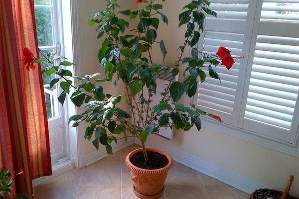 Взрослые гибискусы Типы горшков и контейнеров3