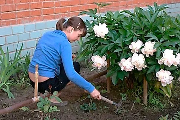 Взрыхляйте землю укрыть пионы перед зимовкой6