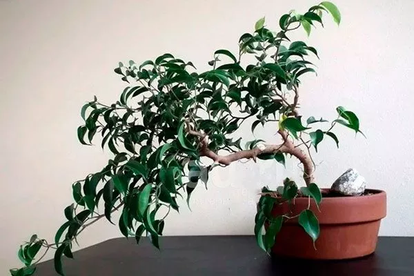 Wiandi Фикус бенджамина14