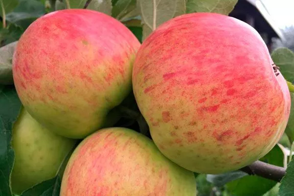 Яблочный спас Посадка яблони74