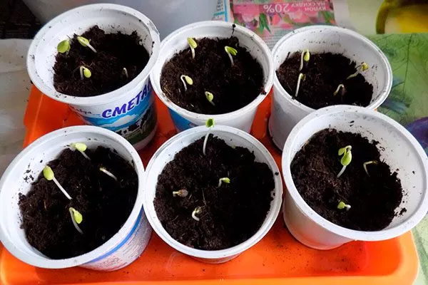 яблоки из семян Выращивание из семян30