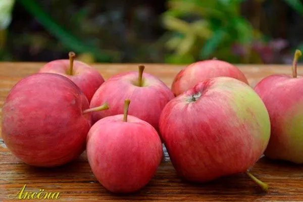 Яблоко Аксёна сорта яблок с необычной формой35