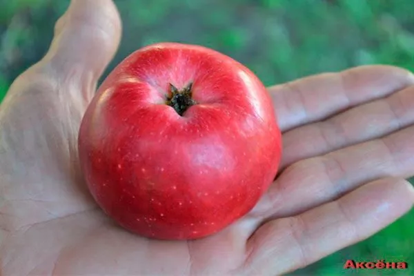 Яблоко Аксёна2 сорта яблок с необычной формой36