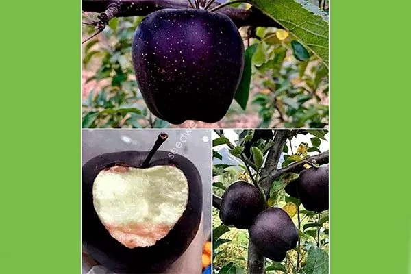 Яблоко Чёрный бриллиант (Чёрный алмаз) сорта яблок с необычной формой50