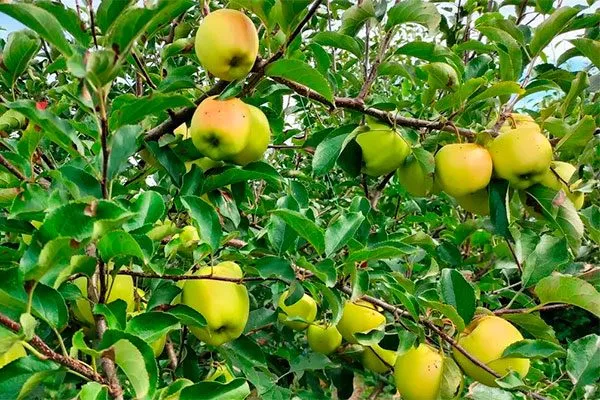 Яблоко Голден Резистент2 сорта яблок с необычной формой38