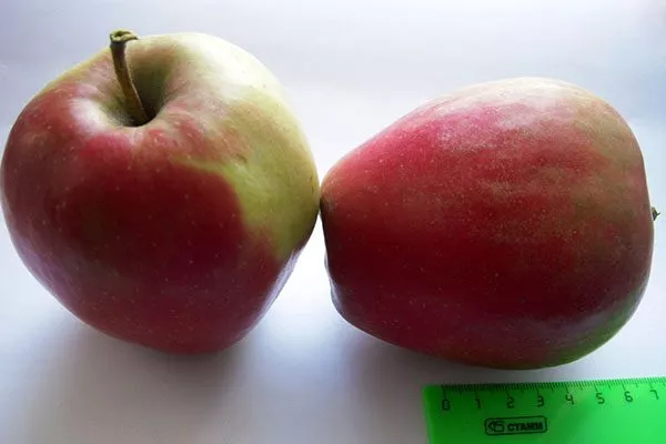 Яблоко Орфей сорта яблок с необычной формой40