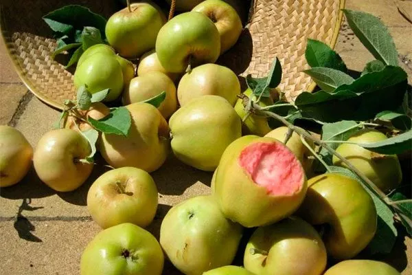 Яблоко Пинк Пёрл (Pink Pearl)2 сорта яблок с необычной формой42