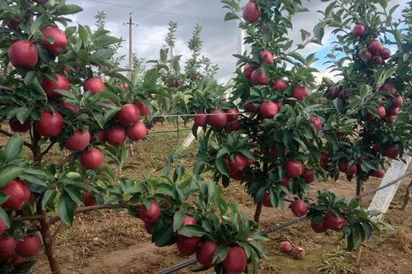 Яблоко-помидор или Red Love 2 сорта яблок с необычной формой52