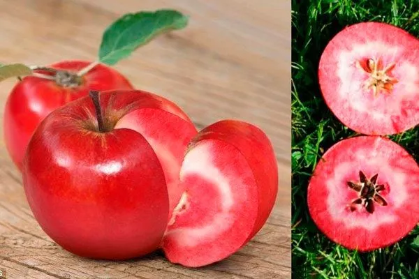 Яблоко-помидор или Red Love сорта яблок с необычной формой53
