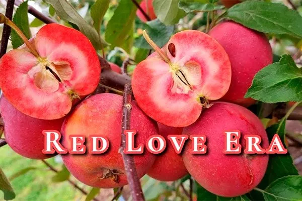 Яблоко-помидор или Red Love1 сорта яблок с необычной формой54