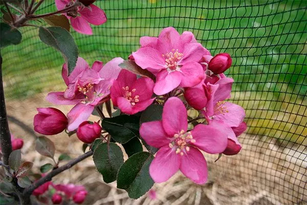 Яблоко-помидор или Red Love3 сорта яблок с необычной формой55