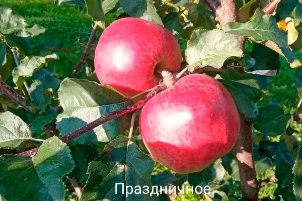 Яблоко Праздничное сорта яблок с необычной формой43