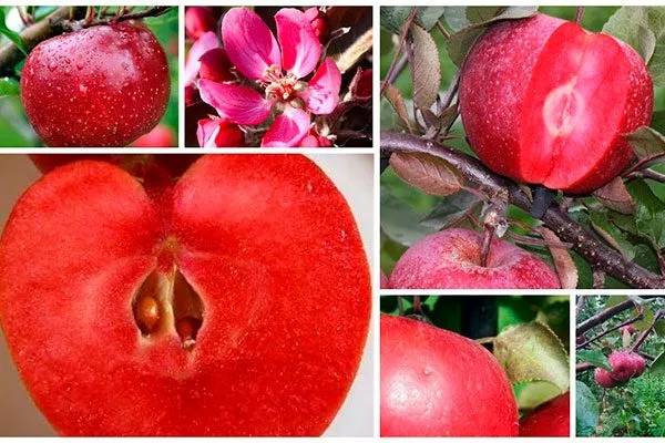 Яблоко Ред Кетти (Red Katty) сорта яблок с необычной формой44