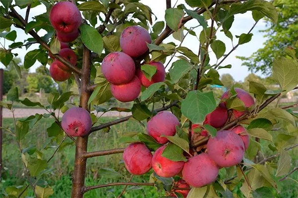 Яблоко Розочка сорта яблок с необычной формой48