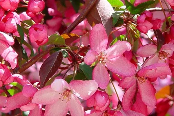 Яблоко Розовый жемчуг3 сорта яблок с необычной формой46