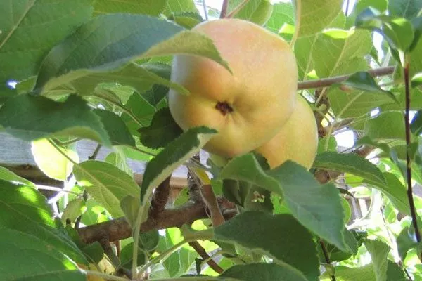 Яблоко Розовый жемчуг4 сорта яблок с необычной формой47