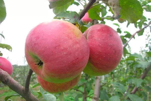 Яблоко Тургеневское сорта яблок с необычной формой49