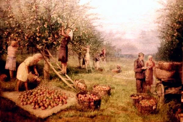 яблоневый сад в средние века сорта яблони60