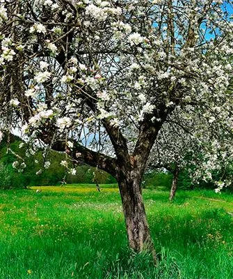 яблони цветущая