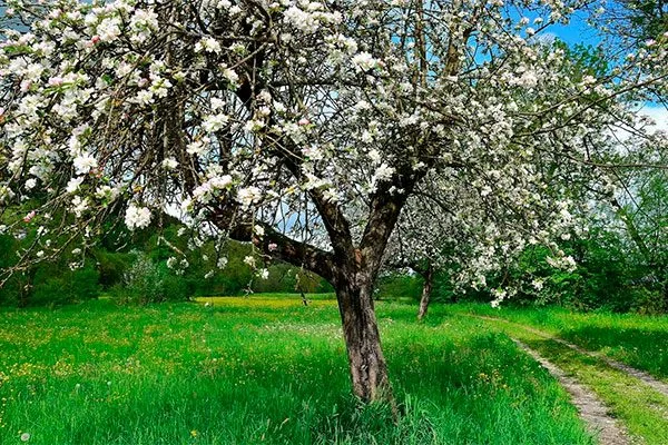 яблони цветущая